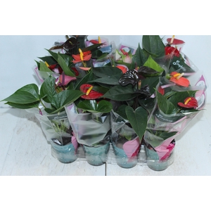 ANTHURIUM VARIADO P09
