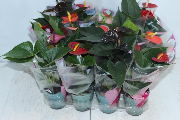 <h4>ANTHURIUM VARIADO P09</h4>
