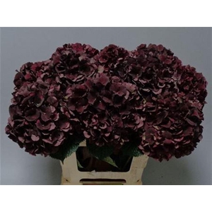 Hydr M. Cl. Ruby Choco 60-19