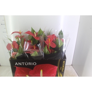 ANTHURIUM MICHIGAN P17 PREMIUM