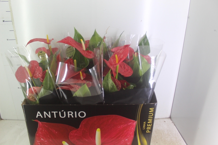 ANTHURIUM MICHIGAN P17 PREMIUM