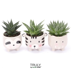 TRULY Haworthia Gasteria, Animal Grey