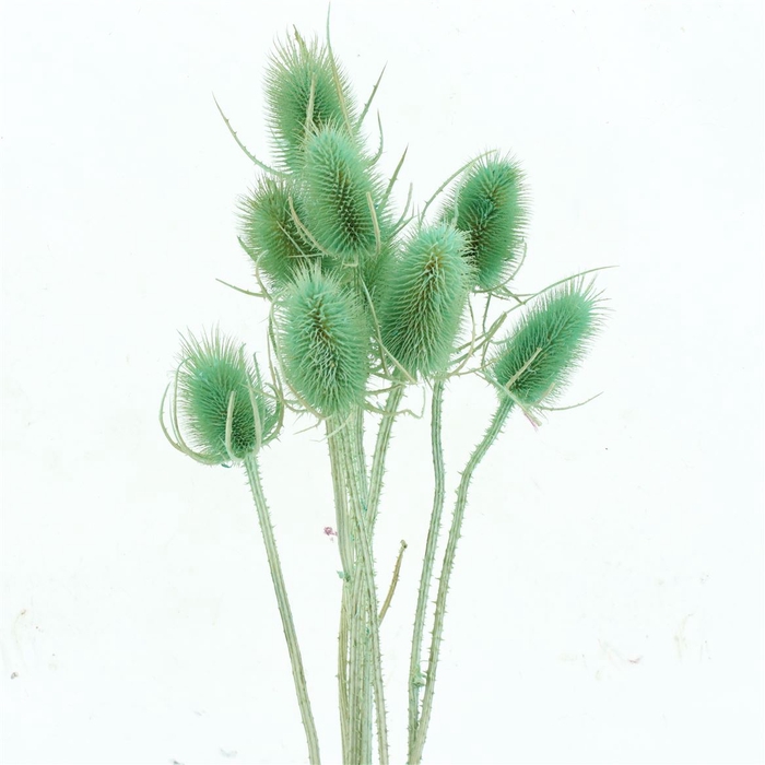 <h4>Dried Echinops Bleached Light Green (8st P Bunch)</h4>