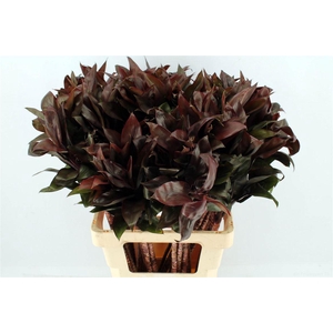 Cordyline Purple Compactum 62cm