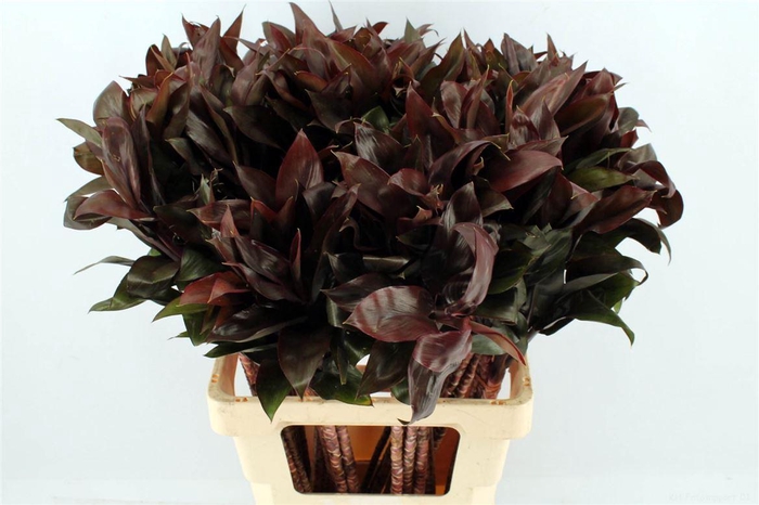 <h4>Cordyline Purple Compactum 72cm</h4>