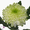 Chrys Gp Zembla Lime