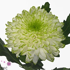 Chrys Gp Zembla Lime