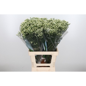 Lim Sin Sen P Colada