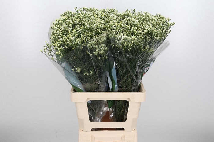 <h4>Lim Sin Sen P Colada</h4>