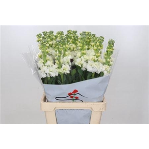 MATTHIOLA IRON WHITE