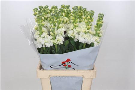 <h4>MATTHIOLA IRON WHITE</h4>