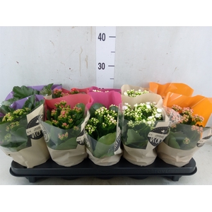 Kalanchoe blos.   ..rosebud rs fl 5