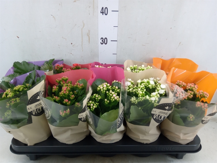 <h4>Kalanchoe blos.   ..rosebud rs fl 5</h4>