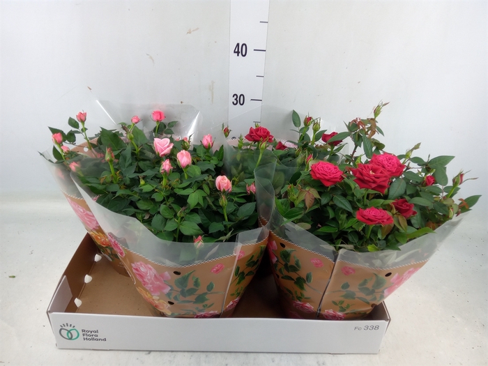 <h4>Rosa  'Favourite Roses'   ...mix 3</h4>