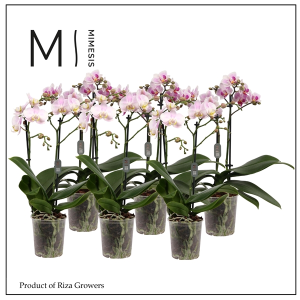 <h4>Mimesis Phal. Light Pink - 2 spike 9cm</h4>