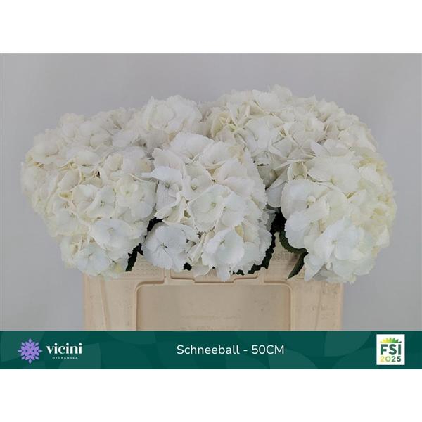 <h4>Hydr Schneeball 50 cm Vicini</h4>