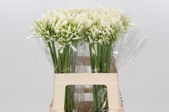 <h4>Agapanthus White Heaven</h4>