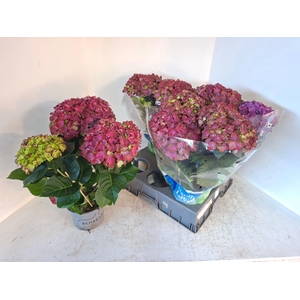 HYDR M REMBR ROSSO G