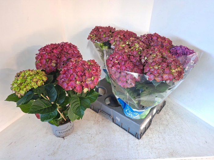 <h4>HYDR M REMBR ROSSO G</h4>