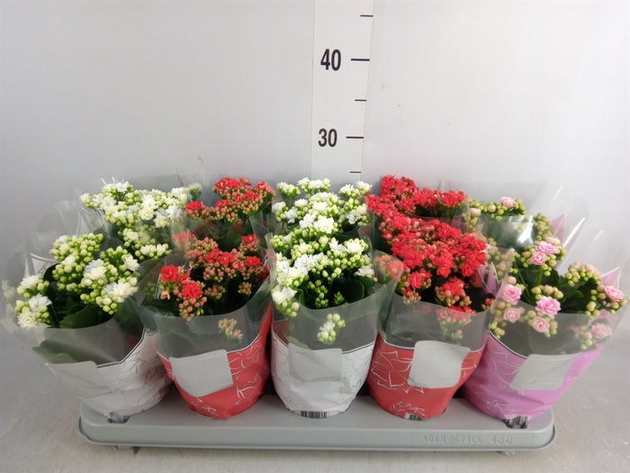 <h4>Kalanchoe blos. 'Perfecta'  ..mix 3</h4>