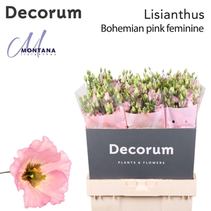 Lisianthus Bohemian pink feminine 70cm
