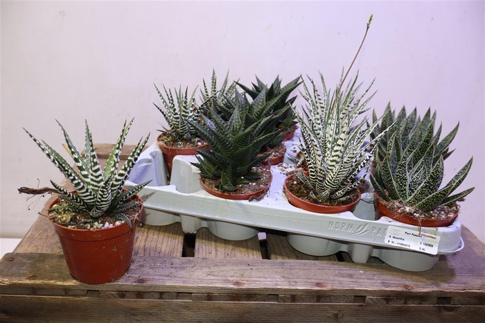 <h4>Haworthia Gem</h4>