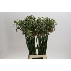 Allium Nectaroscordum Siculum