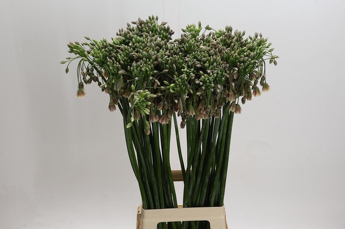 <h4>Allium Nectaroscordum Siculum</h4>