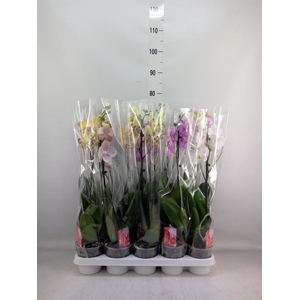 Phalaenopsis   ...mix