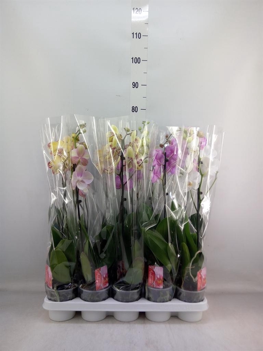 <h4>Phalaenopsis   ...mix</h4>