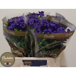 <h4>CAMP M CAM DEEP BLUE</h4>