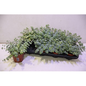 Sedum Si Mediovarieg