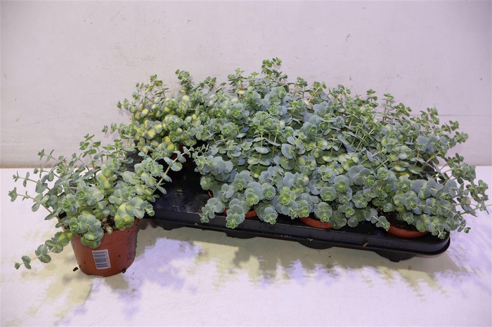 <h4>arr8 Sedum Si Mediovarieg</h4>