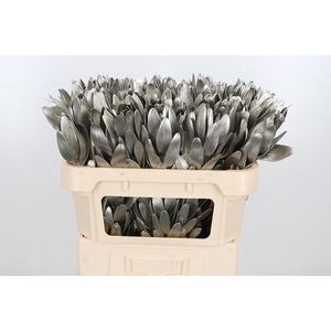 Leucod Kl Bh Platina