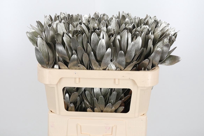 <h4>Leucod Kl Bh Platina</h4>