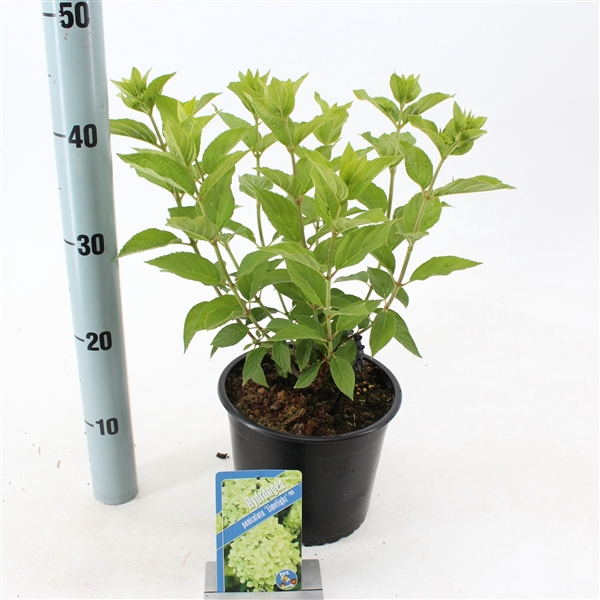 <h4>Hydrangea pan. ‘Limelight’® PBR</h4>