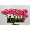 Dahlia Pink Runner