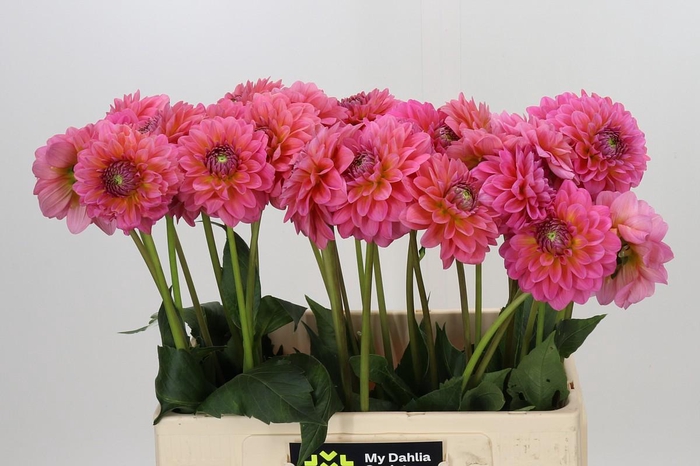 Dahlia Pink Runner