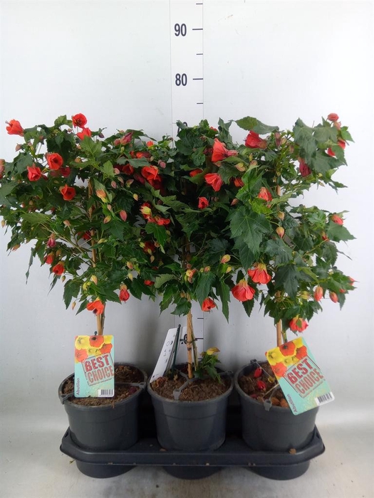 <h4>Abutilon   ...</h4>