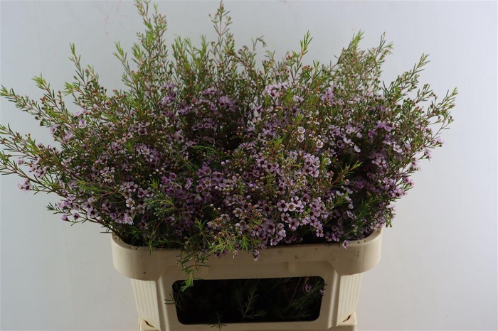 <h4>Cham Pink Early Nir</h4>