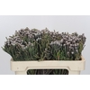 Kaaps Groen Silver Brunia
