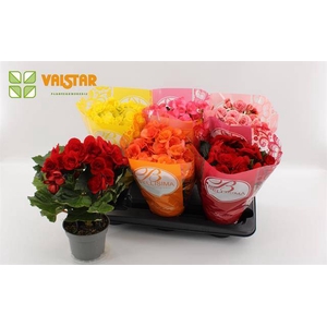 Begonia mix bellisima hoes