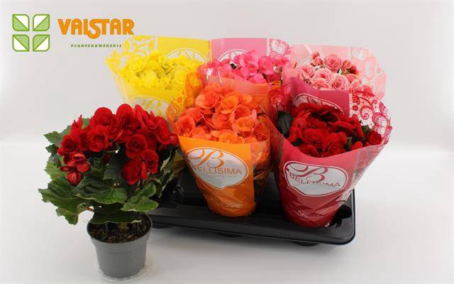 <h4>Begonia mix bellisima hoes</h4>