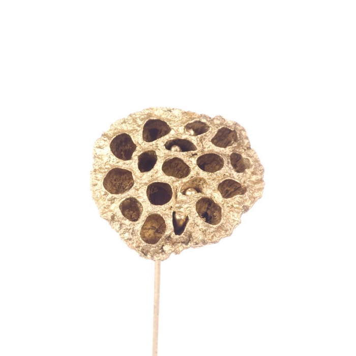 <h4>Lotus O/s Gold</h4>