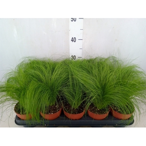 Stipa tenuifolia
