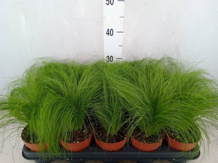 <h4>Stipa tenuifolia</h4>
