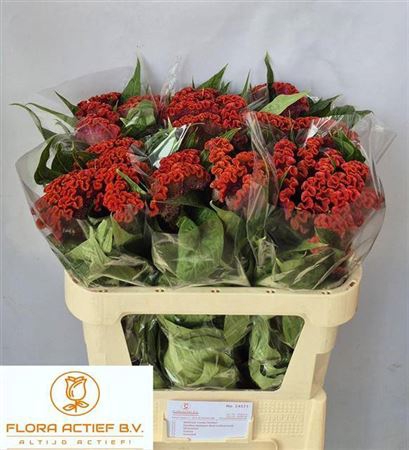 <h4>Cel C Clubs Orange</h4>