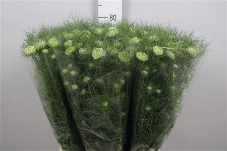 <h4>Nige D Mixed</h4>