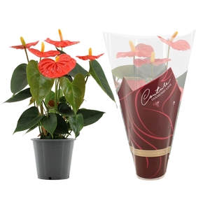 Anthurium Stilo in Couture Diamond Line Purple sleeve