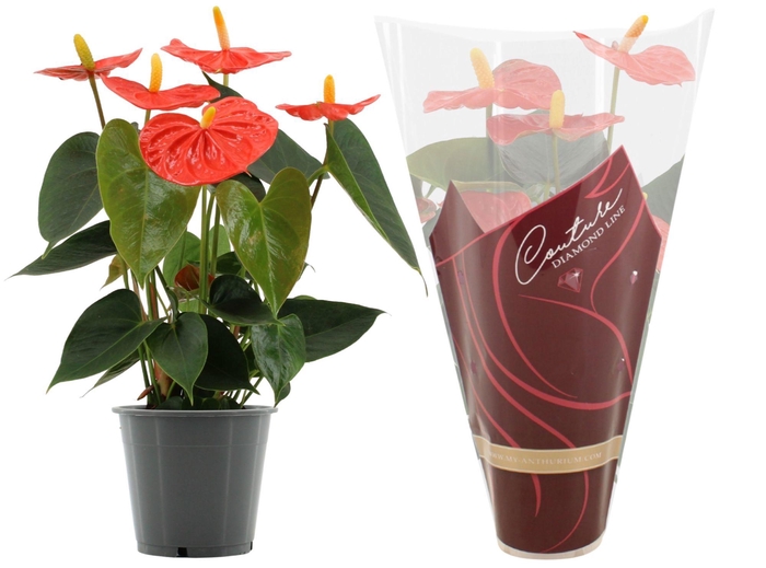 <h4>Anthurium Stilo in Couture Diamond Line Purple sleeve</h4>